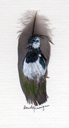 Lapwing on feather