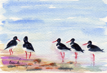 Oyster-catchers-Skaill-Bay