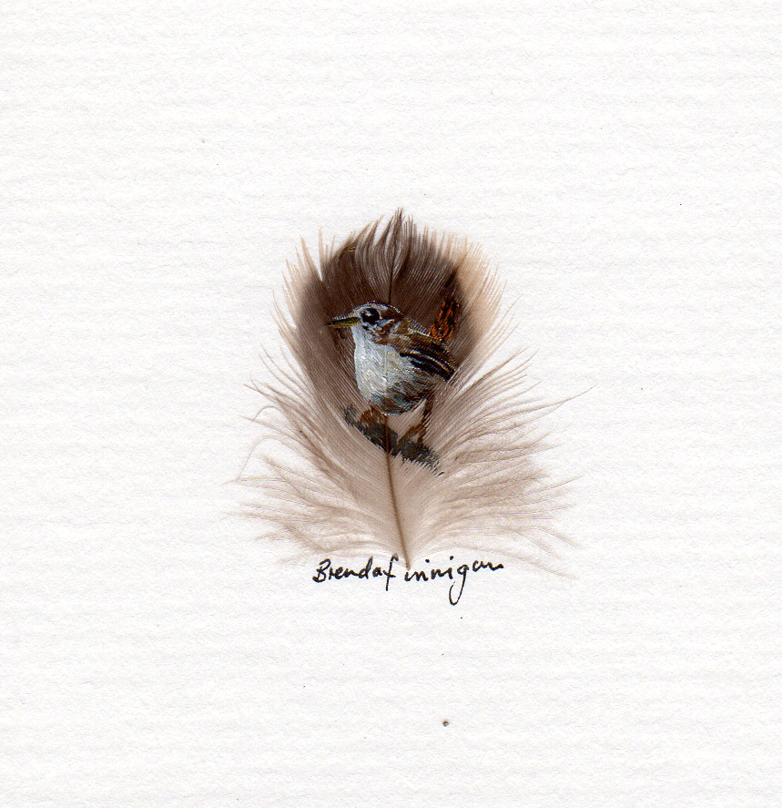 Wren---brown-feather