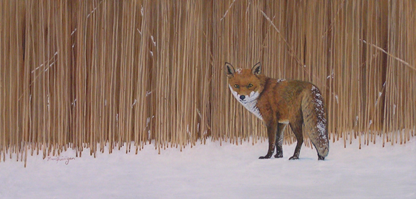 Fox in Snow