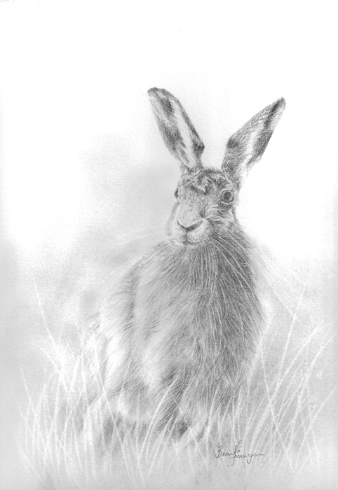 Hare in Grass