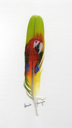 Macaw