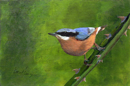 nuthatch