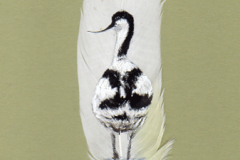 Avocet