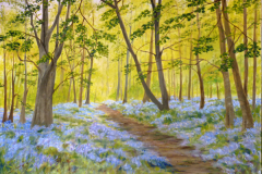 Bluebells---Brayton-Barff