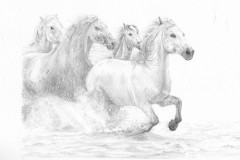 Camargue-horses
