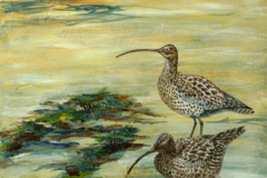 Evening-Curlews