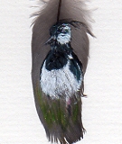 Lapwing on feather