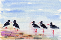 Oyster-catchers-Skaill-Bay