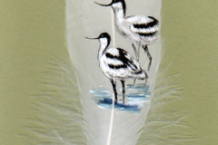 Two-Avocets