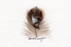 Wren---brown-feather