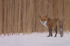 Fox in Snow