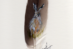 hare-on-feather