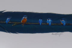 Kingfisher Family