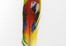 Macaw