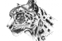 Snow Leopard