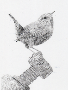 Wren on rusty bolt